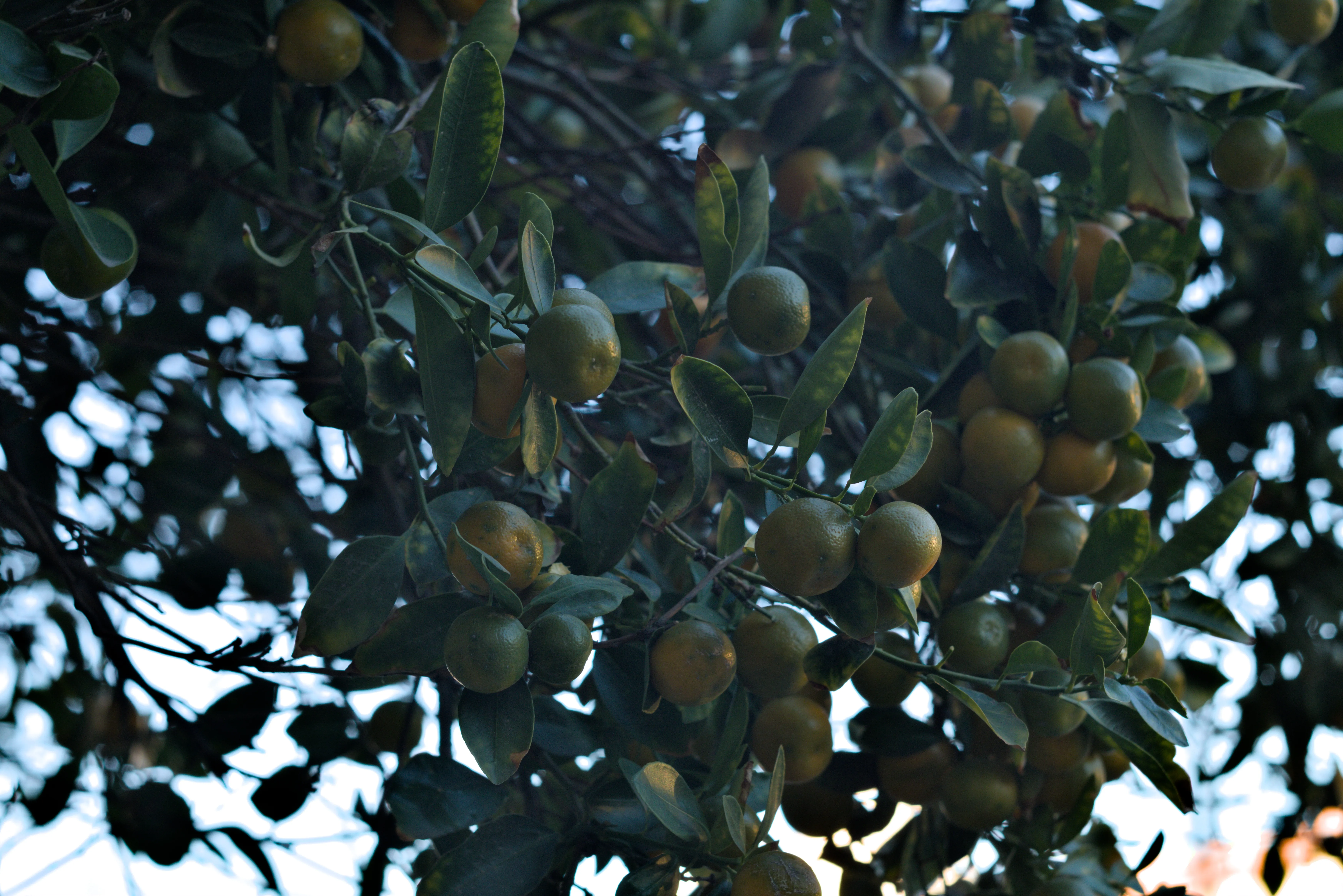 Zenith Helios-77M-4 1,850 (VOMZ) - _I4A3247.webp